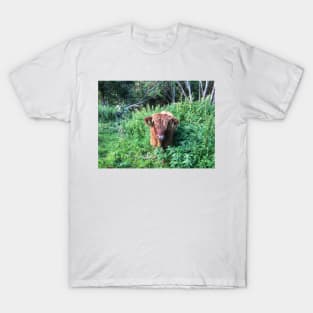 Scottish Highland Cattle Calf 1810 T-Shirt